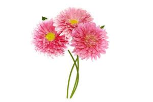 Colorful bright flower aster isolated on white background. photo