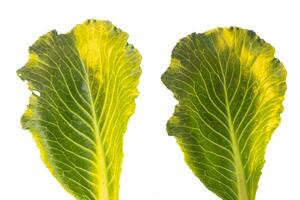 Fresh green cabbage leaf. Cabbage isolated on a white background photo