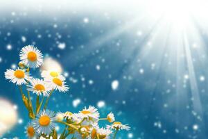 White bright daisy flowers on a background of the summer landscape. photo