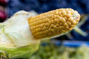 An ear of yellow ripe corn with the grains still attached to the cob on the stem photo