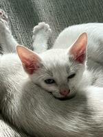dormido blanco gato. gato dormir en un gris antecedentes foto