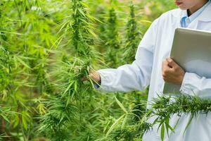 Marijuana research, Female scientist in a hemp field checking plants and flowers, marijuana alternative herbal medicine concept. photo