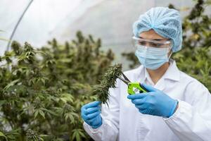 Portrait of scientist with mask checking hemp plants in a greenhouse. Concept of herbal alternative medicine, CBD cannabis oil. photo