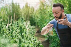 Growers inspect cannabis flowers at cannabis farms in greenhouses. medical cannabis cultivation photo