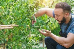 granjero adornos marijuana hojas en invernadero genio concepto trabajando con canabis planta agricultura y herbario medicina canabis agricultores. foto