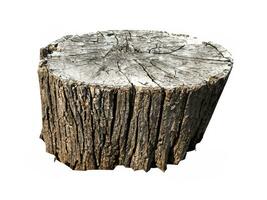 old tree stump isolated on white background. photo