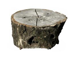 old tree stump isolated on white background. photo