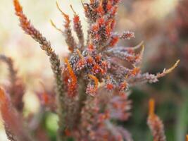 celosia spicata saltó un ramo de flores de flores, un cascada ramo. fuera por el final de el flor sucursales, blanco, ligero rosado a oscuro rosado. allí son muchos pequeño flores floración jardín naturaleza antecedentes foto