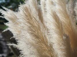 dry grass flower brown color background photo