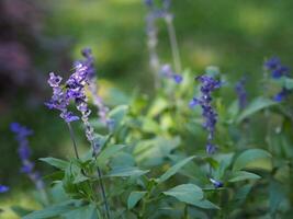 violet flower nature background photo