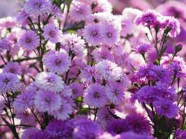 pink and violet cutter flower photo