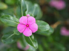 Cayenne Jasmine ,Periwinkle, Catharanthus rosea, Madagascar Periwinkle, Vinca, Apocynaceae name flower pink color springtime in garden on blurred of nature background, West Indian periwinkle photo