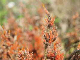 celosia spicata saltó un ramo de flores de flores, un cascada ramo. fuera por el final de el flor sucursales, blanco, ligero rosado a oscuro rosado. allí son muchos pequeño flores floración jardín naturaleza antecedentes foto