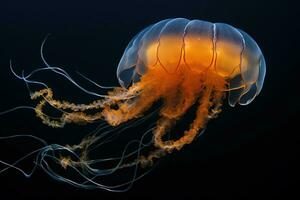 Black sea nettle, Rare orange jellyfish, dark background. AI generated. photo