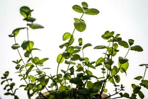 Bunch of fresh mint photo