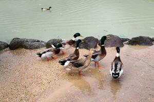 aves en el costas de el Mediterráneo mar en del Norte Israel foto