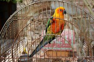 birds on a playground in a city park in northern Israel photo