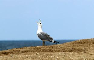 birds on the shores of the Mediterranean Sea in northern Israel photo