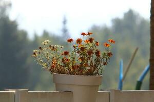 Green plants and flowers grow in a flower pot. photo