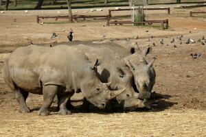 animals live in a zoo in Israel photo