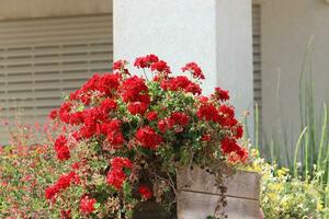 Green plants and flowers grow in a flower pot. photo