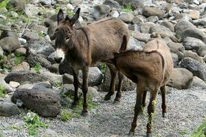 animals live in a zoo in Israel photo