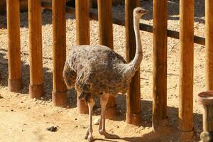 animals live in a zoo in Israel photo