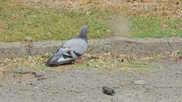 un' beccare Affamato Piccione è guardare per cibo. piccioni beccare briciole nel il parco. video