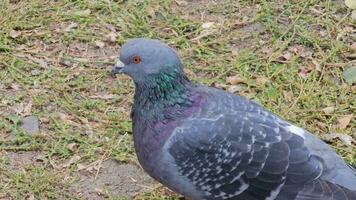 une picorer faim Pigeon est à la recherche pour aliments. pigeons picorer les miettes dans le parc. video