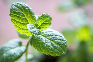 Sprig of mint photo