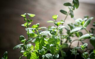 Bunch of fresh mint photo