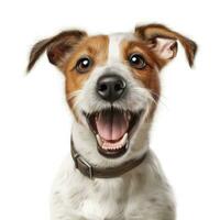 Portrait of Jack russell terrier dog breed on white background. AI Generated photo