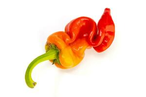 Close up of a single Multicolored pepper isolated on white background photo