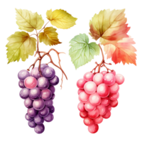 Set of bunch of grapes and leaves Ai Generative png