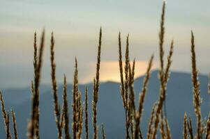 Grassland in the mountains against the background of the blue sky photo