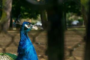 retrato de hermosa pavo real en el parque. cerca arriba. foto