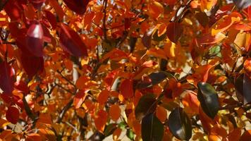 Autumn leaves in the park, close-up. Autumn background photo