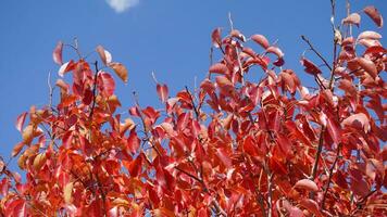 otoño hojas en el parque, de cerca. otoño antecedentes foto