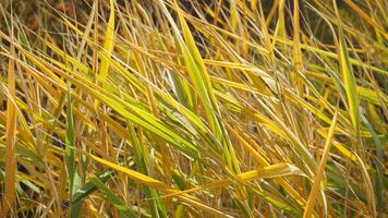 Autumn yellowed reeds close-up. Natural background. photo