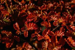 Close up of red leaves on a branch in the mountain photo