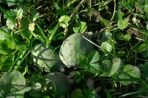 verde feijoa Fruta en el suelo en el verde césped. foto