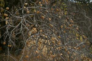 Dry branches of spindle tree with seeds in autumn time. photo