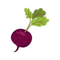 Vector beet. Vegetable illustration for farm market menu. Healthy food design.