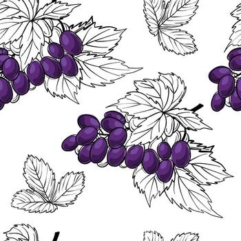 Grape seamless pattern. line drawing vector