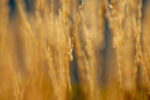 Grassland in the mountains against the background of the blue sky photo