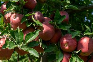 Apples on a tree in an orchard in the summer. photo