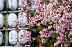 Cherry blossom sakura in spring season with blue sky background photo