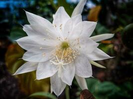 flor de princesa de el noche o epiphyllum pumilum. epiphyllum oxipétalo o dama de el noche, noche floreciente cactus, noche floreciente caerus, orquídea cactus, reina de el noche, wijayakusuma foto