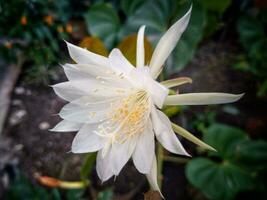 flor de princesa de el noche o epiphyllum pumilum. epiphyllum oxipétalo o dama de el noche, noche floreciente cactus, noche floreciente caerus, orquídea cactus, reina de el noche, wijayakusuma foto