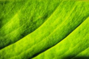 Close up leaf. Macro photography. Nature abstract leaf pattern background. Fresh green concept for advertising, business. Earth day message background image photo